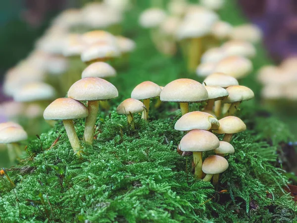 Mushroom growing in a bed of bright green moss. The mushroom is in the center of the image and has a shallow depth of field, with the focus on the mushroom and the moss blurred in the background.