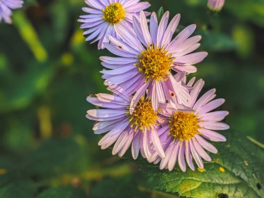 Aster alpinus. Doğanın güzel çiçek arkaplanı. Astra daimi. Astra Alpleri