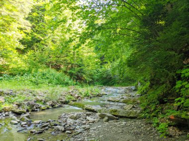 Ormanda temiz suyu olan bir dağ şelalesi..