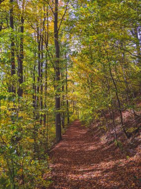 Sonbahar yaprakları arasında sonbahar ormanı yolu