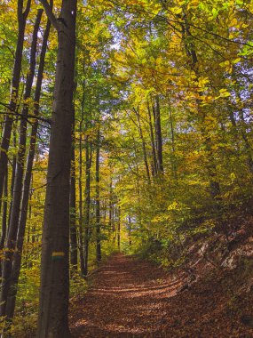 Sonbahar yaprakları arasında sonbahar ormanı yolu