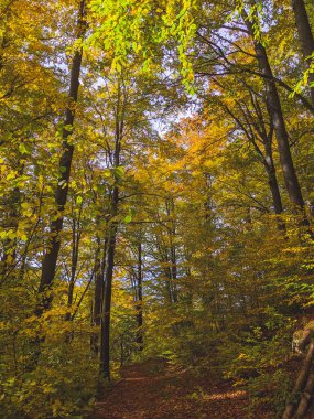 Sonbahar yaprakları arasında sonbahar ormanı yolu