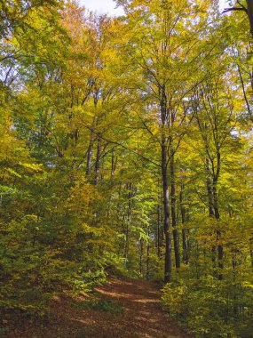 Sonbahar yaprakları arasında sonbahar ormanı yolu