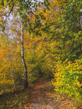 Sonbahar yaprakları arasında sonbahar ormanı yolu