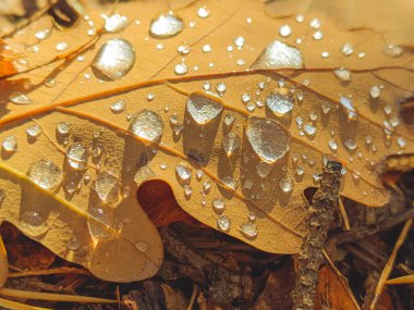 Sonbahar arkaplanı - kurumuş kahverengi, kırmızı, mor, turuncu, sarı meşe yaprakları. Üst alt görünüm