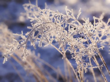 Kışın güneş ışığındaki buz kristalleriyle dolu bitkiler.