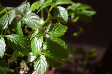 Mucize ot, Güney ginsengi Gynostemma pentaphyllum Makino yakın çekim