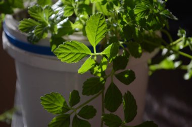 Mucize ot, Güney ginsengi Gynostemma pentaphyllum Makino yakın çekim