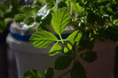 Mucize ot, Güney ginsengi Gynostemma pentaphyllum Makino yakın çekim