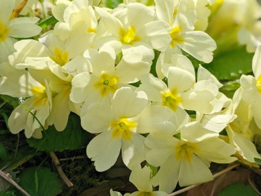 Primula vulgaris, yaygın primrose ya da İngiliz çuha çiçeği, Avrupa çiçekleri, Primulaceae ailesi, ilkbaharda açan ilk çiçekler yaprak rosetinden, soluk sarı yapraklardan, aktinomorfik çiçeklerden,