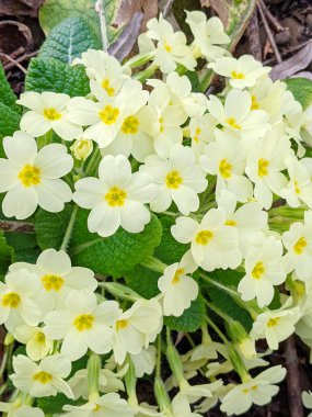 Primula vulgaris, the common primrose or English primrose, European flowering plant, family Primulaceae, first flowers to appear in spring growing from leaf rosette, pale yellow petals, actinomorphic clipart