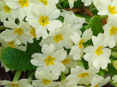Primula vulgaris, the common primrose or English primrose, European flowering plant, family Primulaceae, first flowers to appear in spring growing from leaf rosette, pale yellow petals, actinomorphic clipart