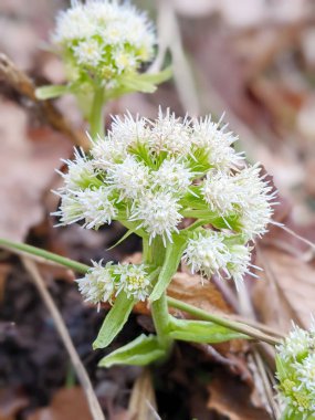 Mor Butterbur Bitkisi Petasitleri İlkbaharın Başında Doğada Çiçek Açan Melez. Çayırda çiçek açan bir kelebek (Petasites hybridus)