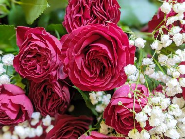 Bir buket taze kırmızı gül, parlak çiçek arkaplanı. Kapat.