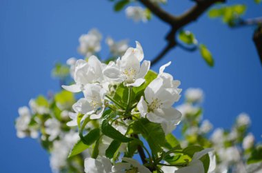 Bahar bahçesinde çiçek açan elma ağacı. Ağaçtaki beyaz çiçeklere yaklaş