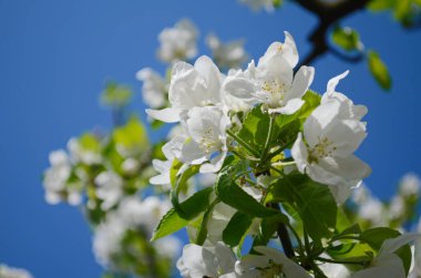 Bahar bahçesinde çiçek açan elma ağacı. Ağaçtaki beyaz çiçeklere yaklaş