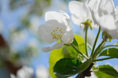 Bahar bahçesinde çiçek açan elma ağacı. Ağaçtaki beyaz çiçeklere yaklaş