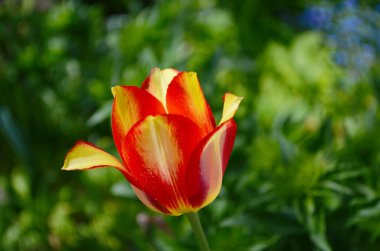 Kırmızı lale çiçeği, seçici yumuşak odaklı makro fotoğraf