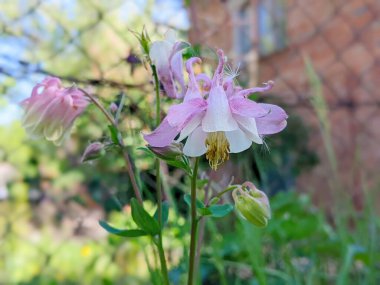 Aquilegia yaygın isimleri: büyükannenin mahallesi, çayırlardaki, ormanlardaki, kuzey yarımkürede yüksek yüksekliklere sahip ana bölgeleri, çiçek yapraklarının mahmuzlarıyla tanınır.