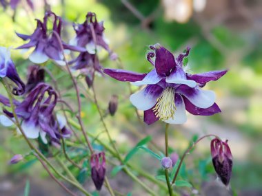 Aquilegia yaygın isimleri: büyükannenin mahallesi, çayırlardaki, ormanlardaki, kuzey yarımkürede yüksek yüksekliklere sahip ana bölgeleri, çiçek yapraklarının mahmuzlarıyla tanınır.