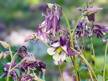 Aquilegia yaygın isimleri: büyükannenin mahallesi, çayırlardaki, ormanlardaki, kuzey yarımkürede yüksek yüksekliklere sahip ana bölgeleri, çiçek yapraklarının mahmuzlarıyla tanınır.