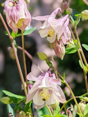 Aquilegia yaygın isimleri: büyükannenin mahallesi, çayırlardaki, ormanlardaki, kuzey yarımkürede yüksek yüksekliklere sahip ana bölgeleri, çiçek yapraklarının mahmuzlarıyla tanınır.