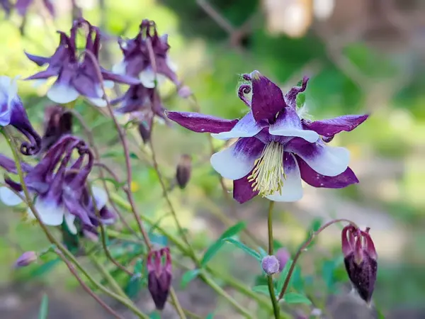Aquilegia yaygın isimleri: büyükannenin mahallesi, çayırlardaki, ormanlardaki, kuzey yarımkürede yüksek yüksekliklere sahip ana bölgeleri, çiçek yapraklarının mahmuzlarıyla tanınır.