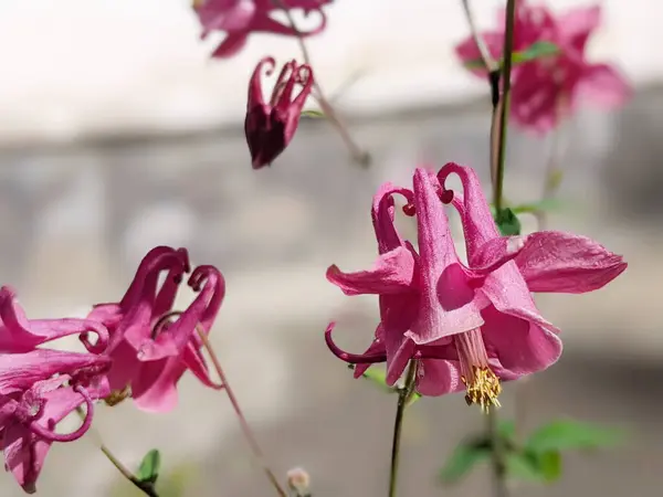 stock image Aquilegia common names: grandmother's hood, catchment areas that are in meadows, woodlands, ana of great heights throughout the northern hemisphere, known for the spurs of their flower petals