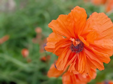 Büyük portakallı gelinciğin tam çiçeklenmiş, beyaz arkaplanda tek çiçekli yakın plan çekimi.