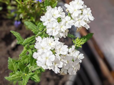 Saf Zarafet: Duvar kağıdınız için Beyaz Verbena Çiçekleri