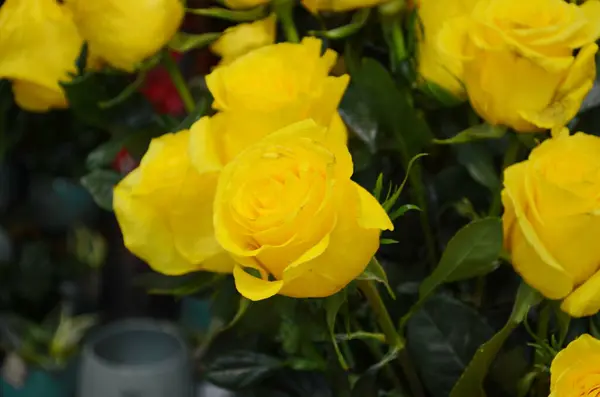 stock image Blooming yellow rose flower and buds with dark green background