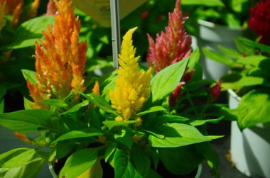 Celosia argentea. Bahçede gümüş ya da tüylü horoz ötüşü. Kapat..