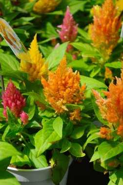 Celosia argentea. Bahçede gümüş ya da tüylü horoz ötüşü. Kapat..