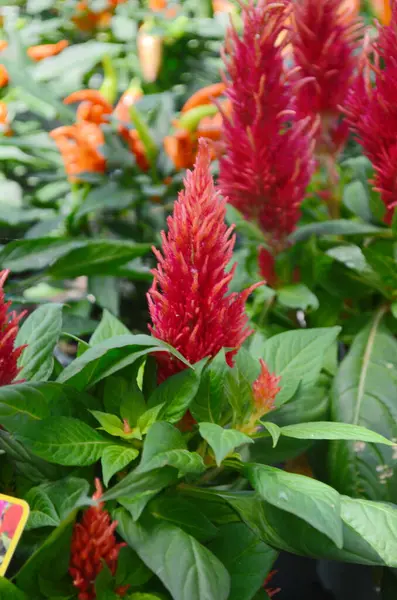 stock image Celosia argentea. Silver or plumed cocksomb in the garden. Close up.