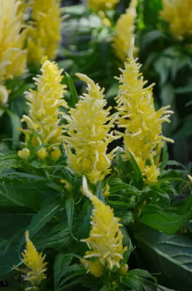 stock image Celosia argentea. Silver or plumed cocksomb in the garden. Close up.