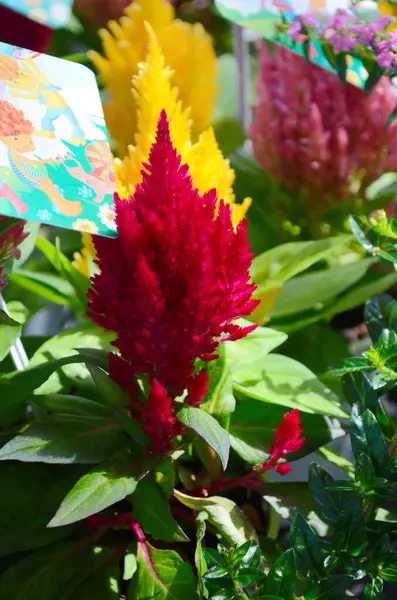 stock image Celosia argentea. Silver or plumed cocksomb in the garden. Close up.