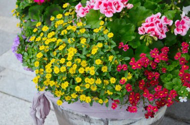 Sardunya desenli Pelargonium bölgesinin renkli çiçekleri ve güneş ışığında sepetin içinde Sanvitalia..