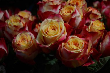 Bir buket harika vişneli brendi Güller yakın