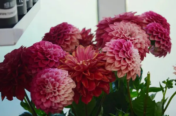 stock image Different pink, orange and white Dahlia flowers. Colorful dahlia garden flowers, wallpaper backdrop. Blossoming dalias bloom