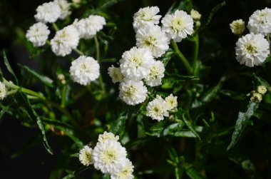 Achillea ptarmica. Ebedi beyaz çiçekler tüm yaz boyunca bahçede açar..