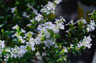 Cuphea hyssopifolia küçük, narin, lavantalı veya pembe yıldız şeklinde çiçekleri olan kompakt bir çalıdır. Parlak yeşil, dar yapraklar yemyeşil bir zemin oluşturur. Süslü cazibesini artırır..