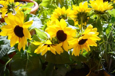 Ayçiçeği pişmiş toprak tencere