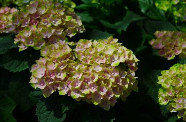 Ortanca macrophylla. Sabah bahçesinde çiçek açan yeşil ortanca çiçeği ve yeşil arka plan. Yeşil ortanca, ilkbahar ve yaz aylarında bir bahçede çiçek açıyor. Pembe ortanca bahar çiçeği.