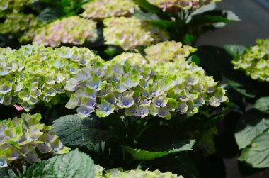 Ortanca macrophylla. Sabah bahçesinde çiçek açan yeşil ortanca çiçeği ve yeşil arka plan. Yeşil ortanca, ilkbahar ve yaz aylarında bir bahçede çiçek açıyor. Pembe ortanca bahar çiçeği.