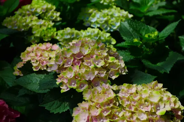 Stock image Hydrangea macrophylla. Green hydrangea flower blossom in morning garden and green background. Closeup of green Hydrangea are blooming in spring and summer at a garden. Pink hydrangea spring flower.