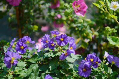 Solanum melongena patlıcan çiçek açar patlıcan çiçeği patlıcan çiçeği menekşe brinjal yeşil sebze baigan çalısı siyah çiftçi sera yaprağı yetiştiren taze tarım bahçesi Avrupa gıda fabrikası hasat eden