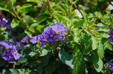 Solanum melongena eggplant bloom close-up blossom aubergine flower violet brinjal bio green vegetable baigan bush black farmer farming greenhouse folio fresh farm garden harvesting food plant Europe clipart