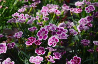 Çiçek karanfili Türk, Dianthus barbatus, yeşil yaprakların bulanık arka planında çiçek açan bazı Türk kırmızı karanfilleri, bahçede büyüyen küçük karanfillerin enfeksiyonu