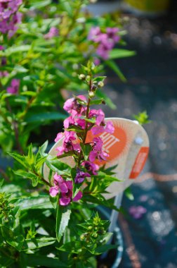 Angelonia 'nın küçük pembe çiçekleri göz kamaştırıcı bir şekilde salikariifolya Willowleaf angelon dikey arka planı bulanıklaştırdı.