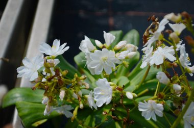 Lewisia cotyledon, Siskiyou lewisia, and cliff maids with lovely, open sprays of brightly colored, funnel-shaped flowers. clipart